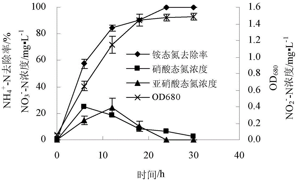 Acinetobacter and application of acinetobacter in removal of nitrogen and phosphorus from wastewater