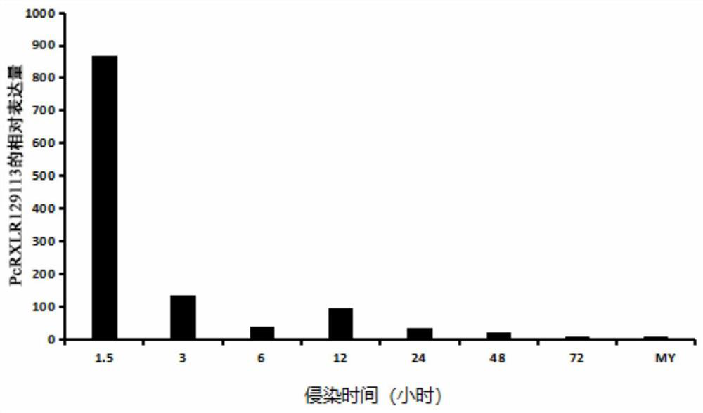 A kind of fungus effect factor and its coding gene and application