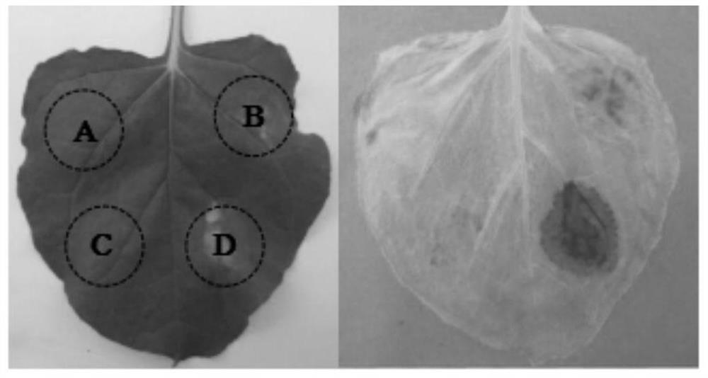 A kind of fungus effect factor and its coding gene and application