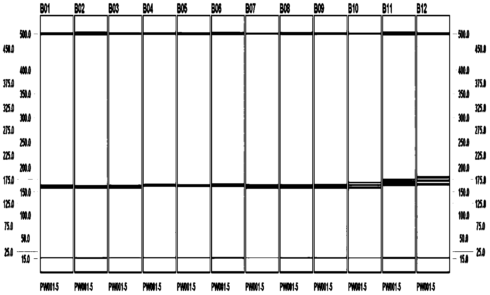 Method for identifying commercial cigarette by applying SSR (Simple Sequence Repeat) molecular marker technique