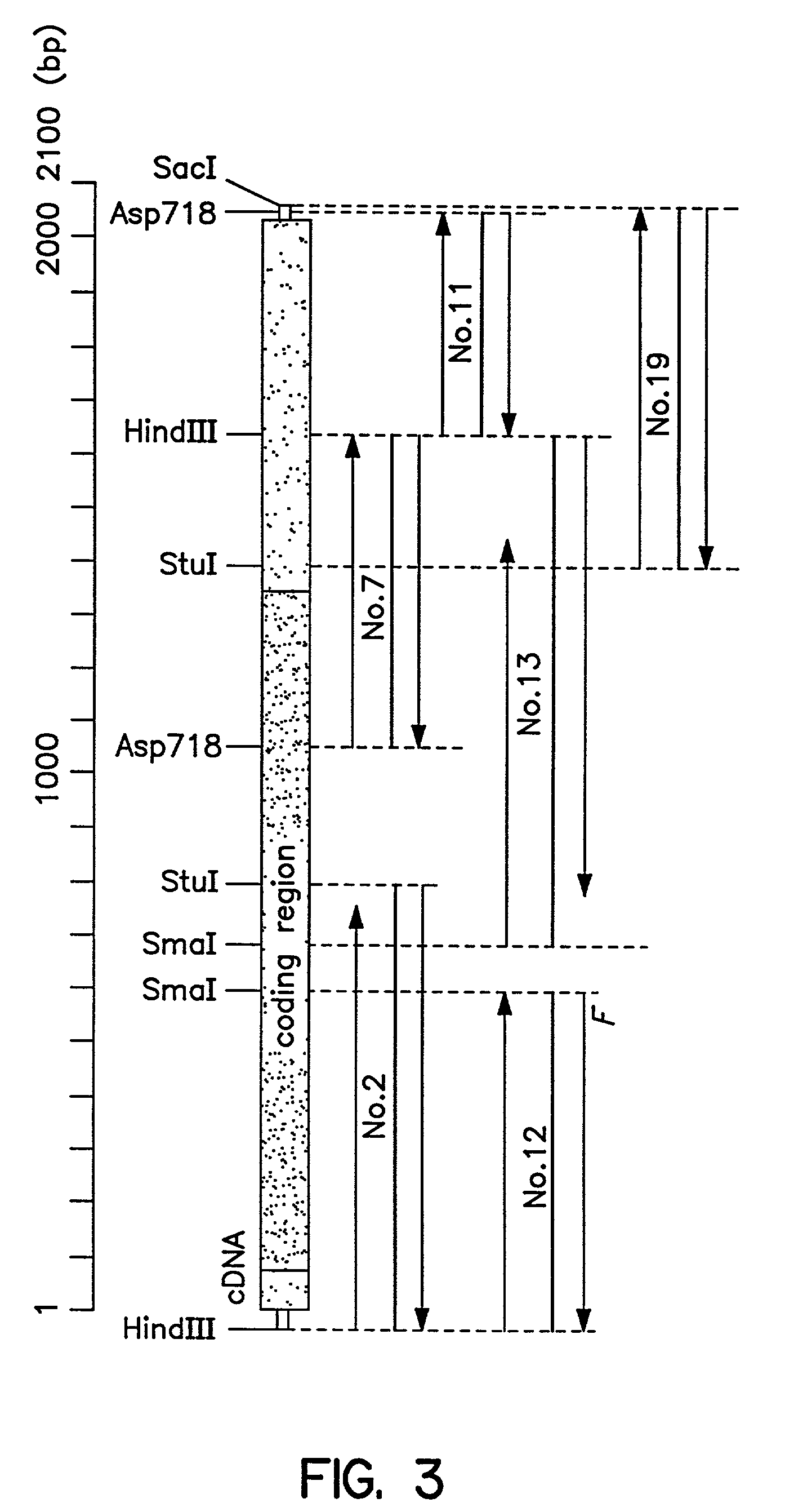 Polypeptides