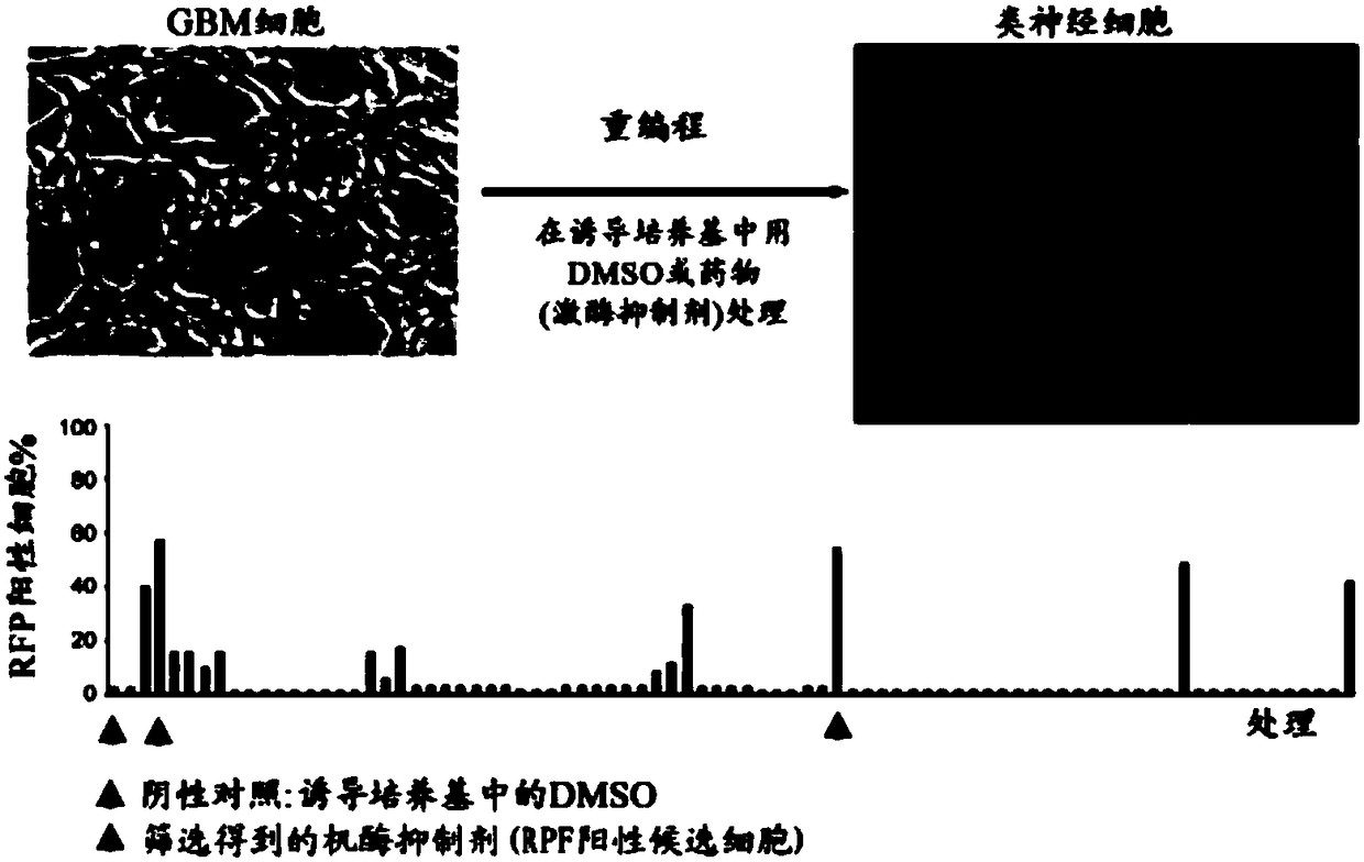 Method for reprogramming cancer cells into non-cancer cells in vivo and application thereof