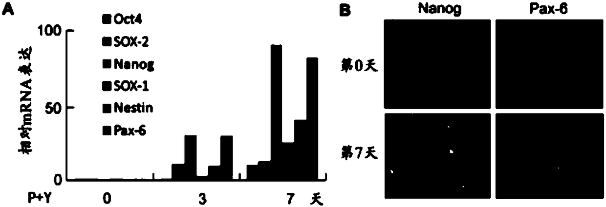 Method for reprogramming cancer cells into non-cancer cells in vivo and application thereof