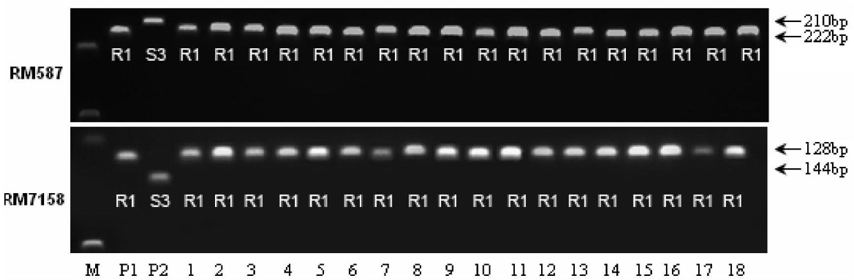 Primers and method for improving resistance of susceptible rice varieties to black streaked dwarf viral disease