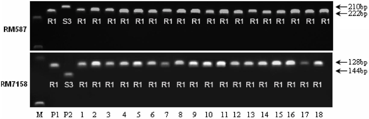 Primers and method for improving resistance of susceptible rice varieties to black streaked dwarf viral disease