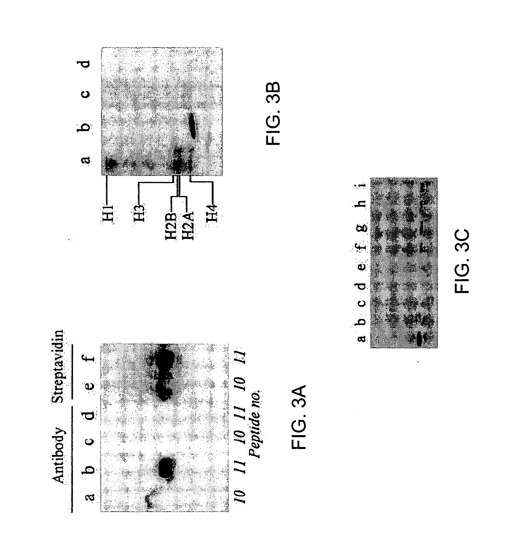 Antibodies against biotinylated histones and related proteins and assays related thereto