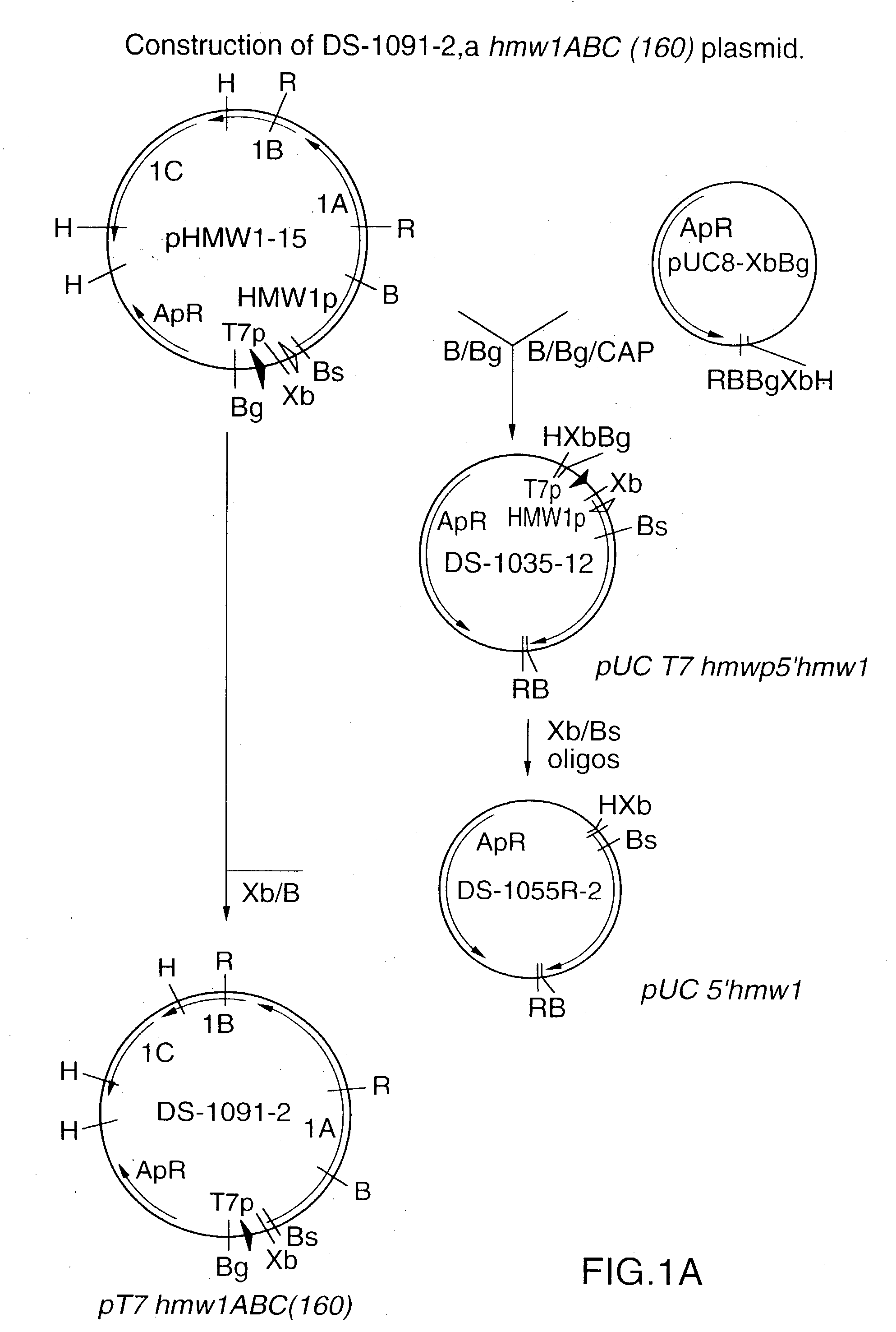 Protective recombinant Haemophilus influenzae high molecular weight proteins