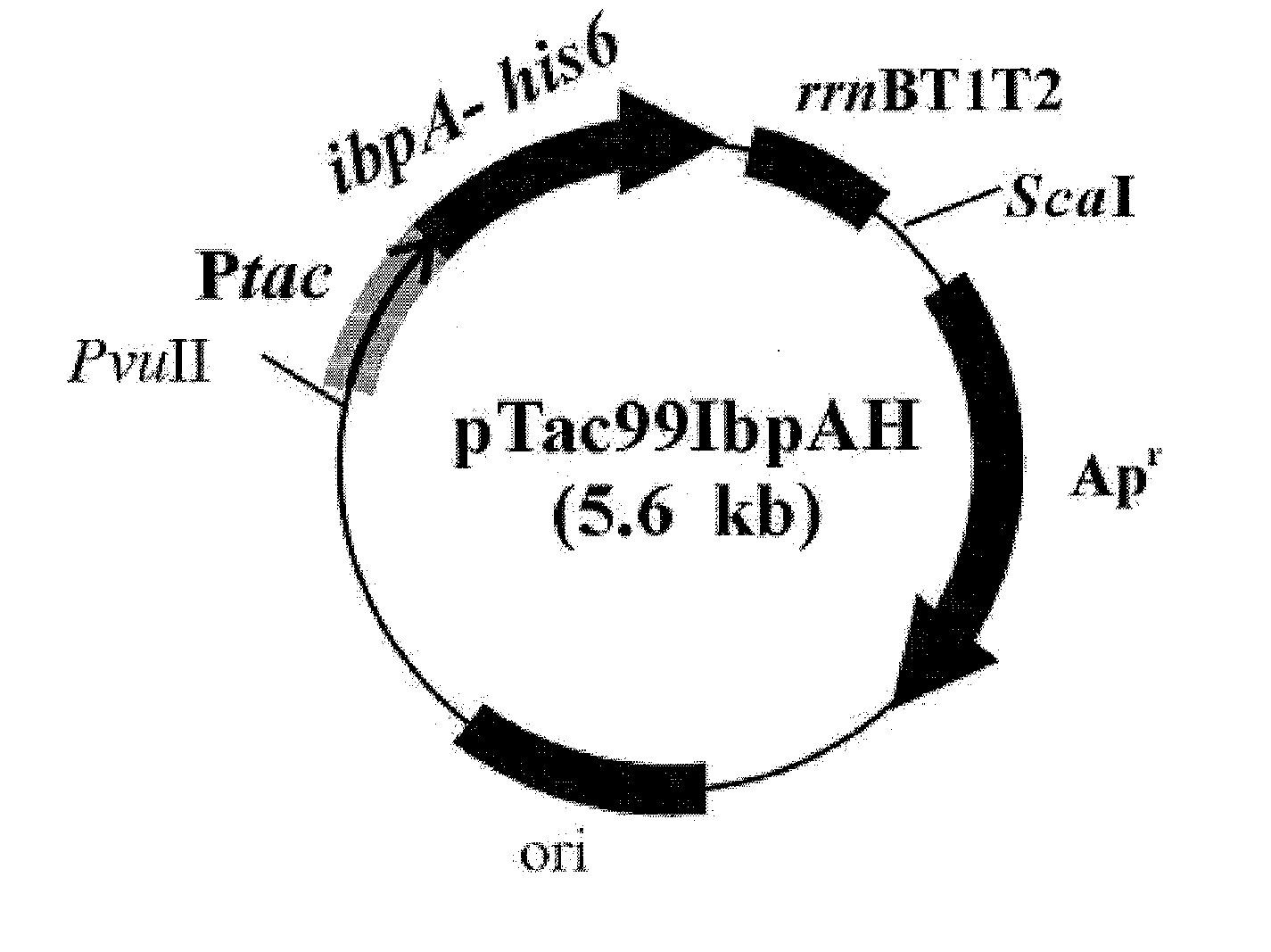 Method For Preparing a Target Protein Using the Shsps