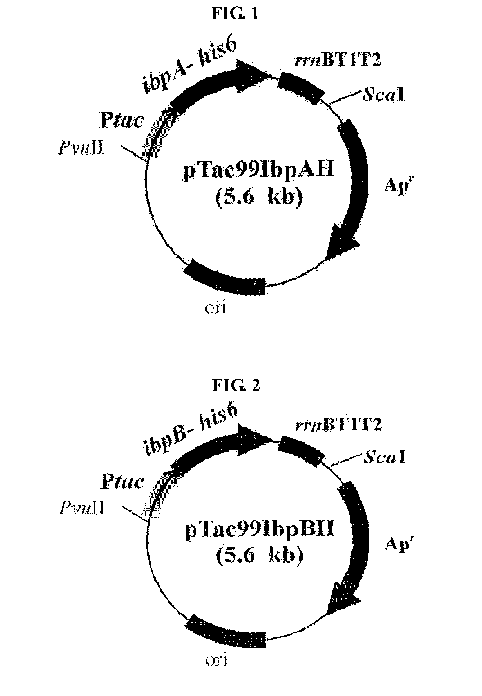 Method For Preparing a Target Protein Using the Shsps