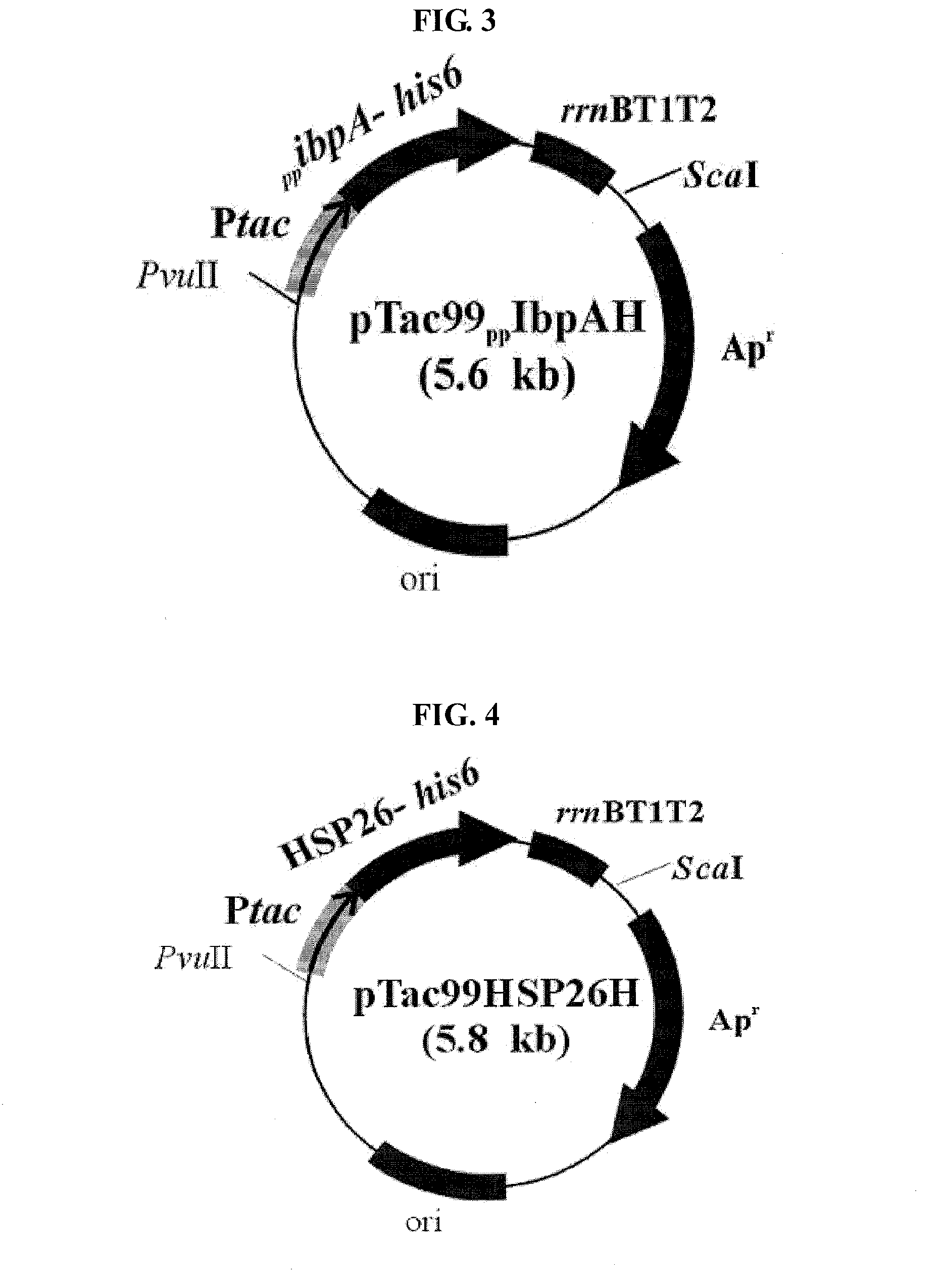 Method For Preparing a Target Protein Using the Shsps