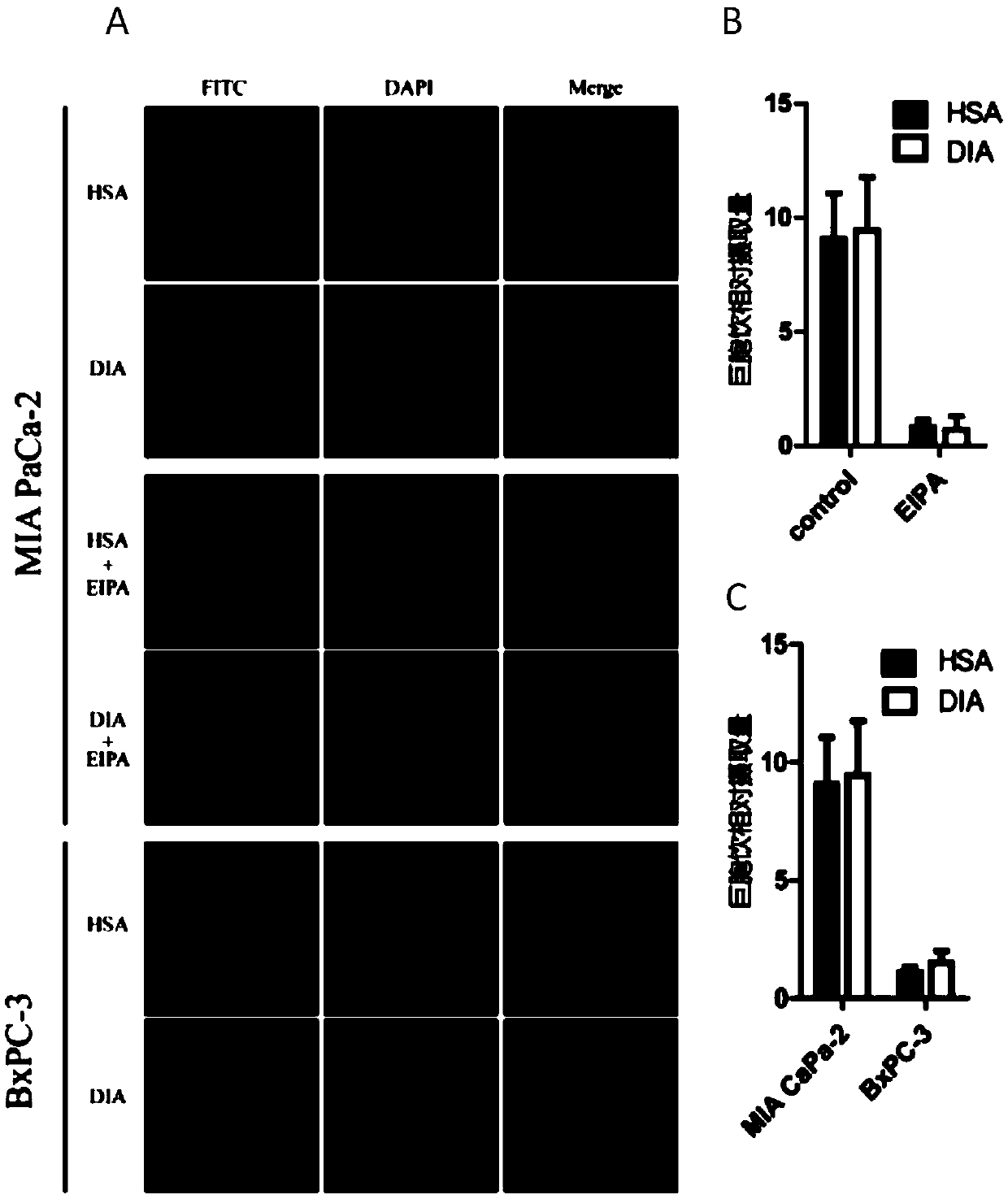 Defensin-albumin anti-tumor fusion protein and preparation and application thereof