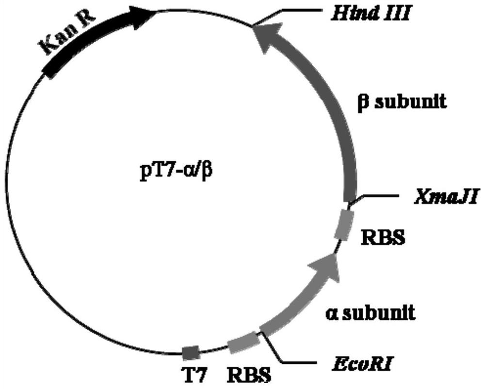 Expression cassette for recombinant expression of echinocandin B deacylase and application thereof