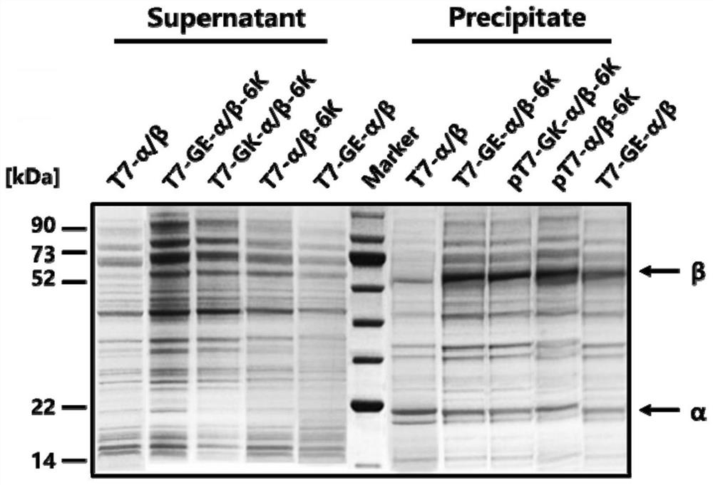 Expression cassette for recombinant expression of echinocandin B deacylase and application thereof