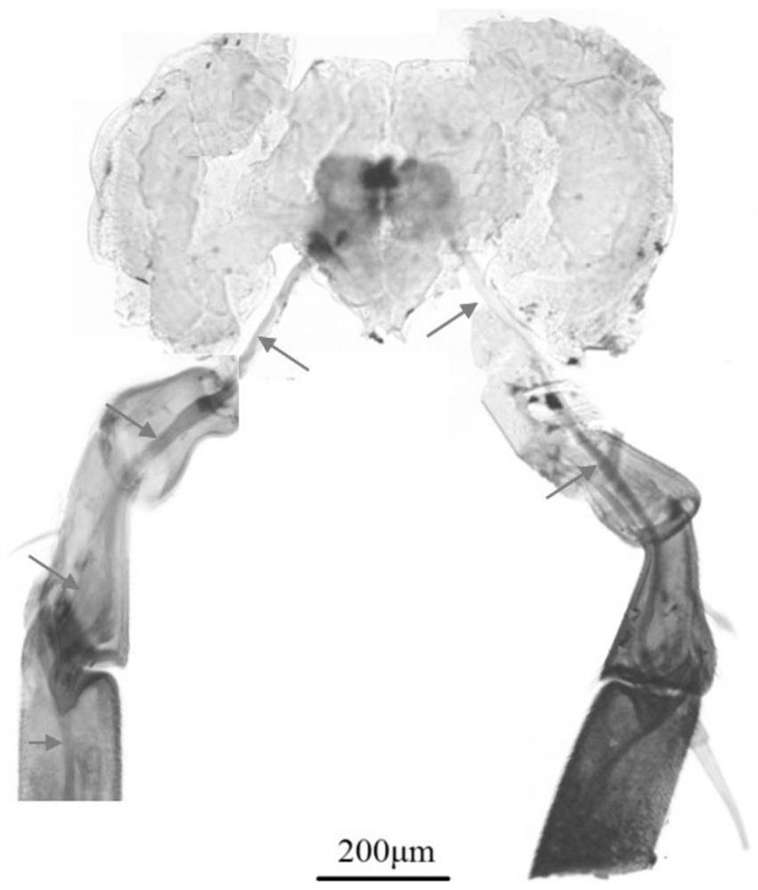 A method for tracing nerve fiber bundles in light-colored antennae of insects