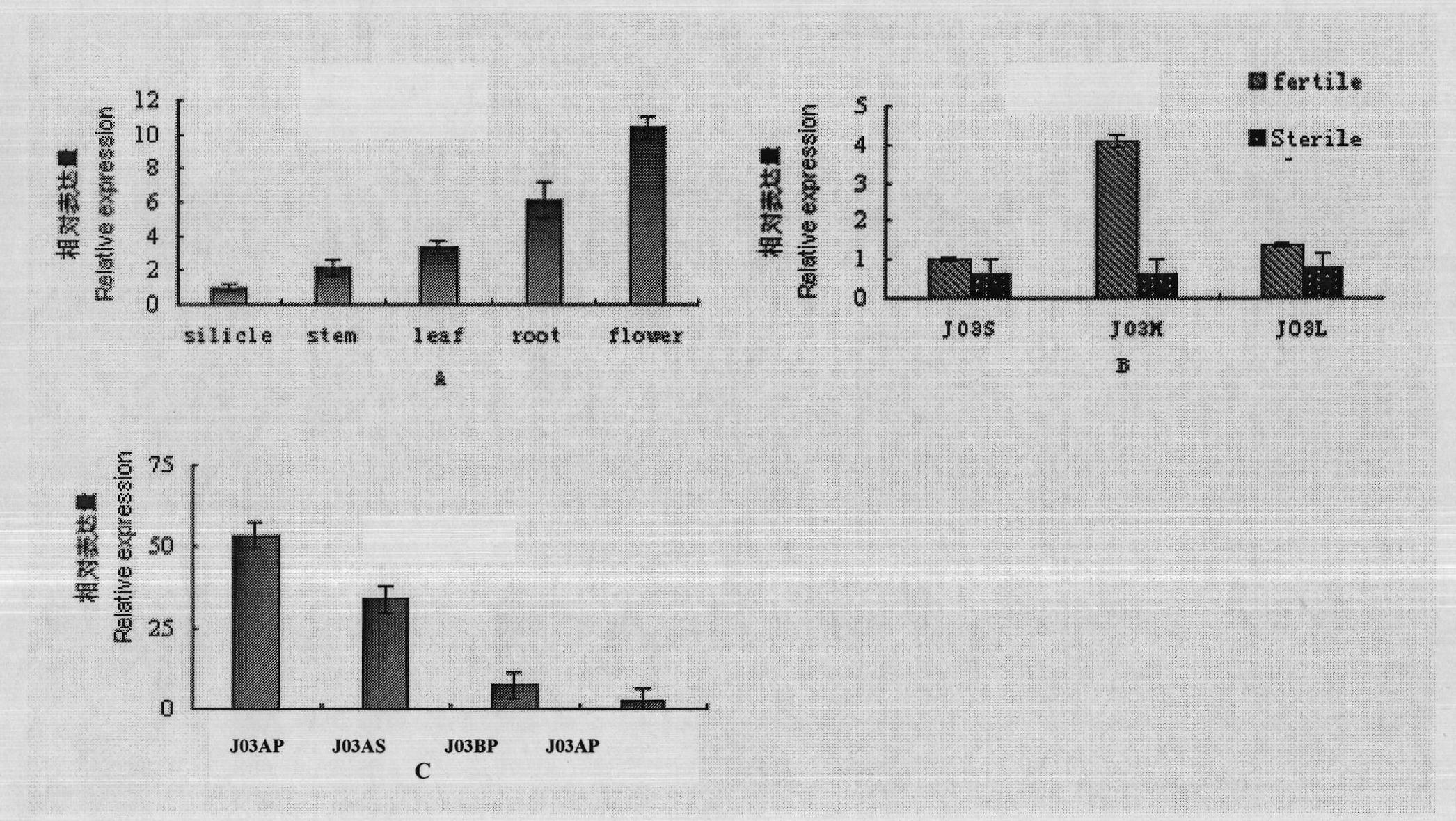 PDF1 gene for controlling plant pollen fertility, and preparation method and application thereof