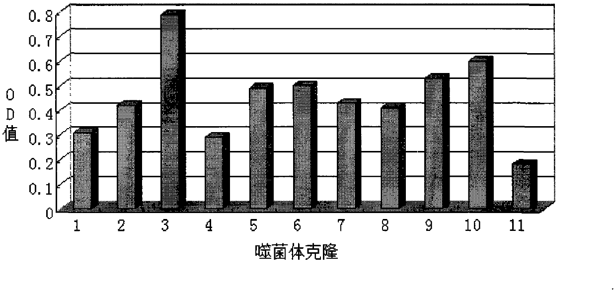 Lung cancer cell-specific adhesion short peptide and its application