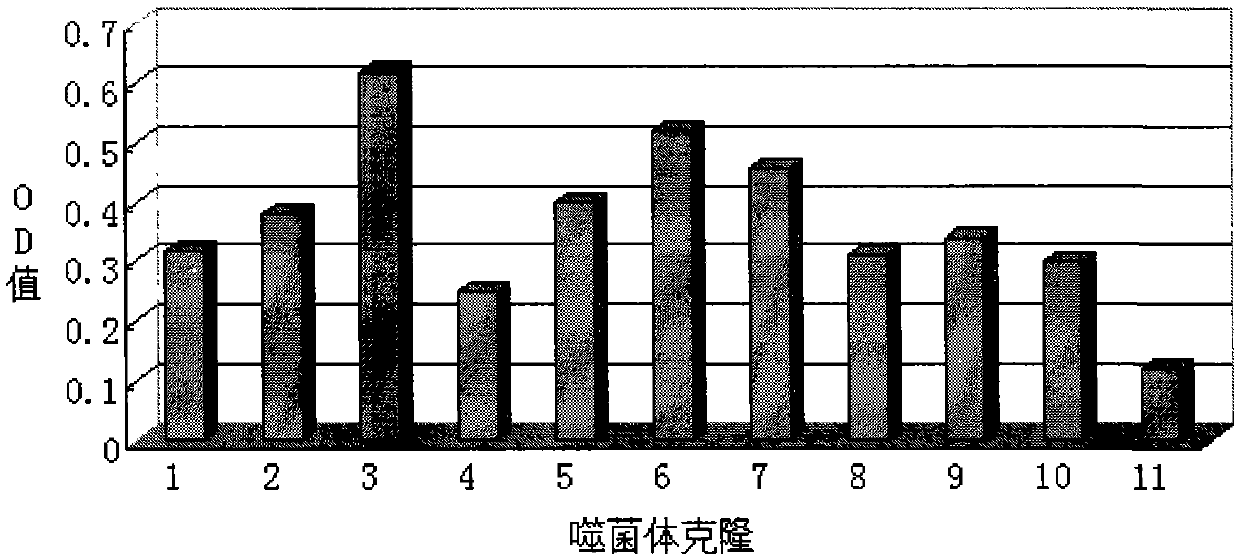 Lung cancer cell-specific adhesion short peptide and its application