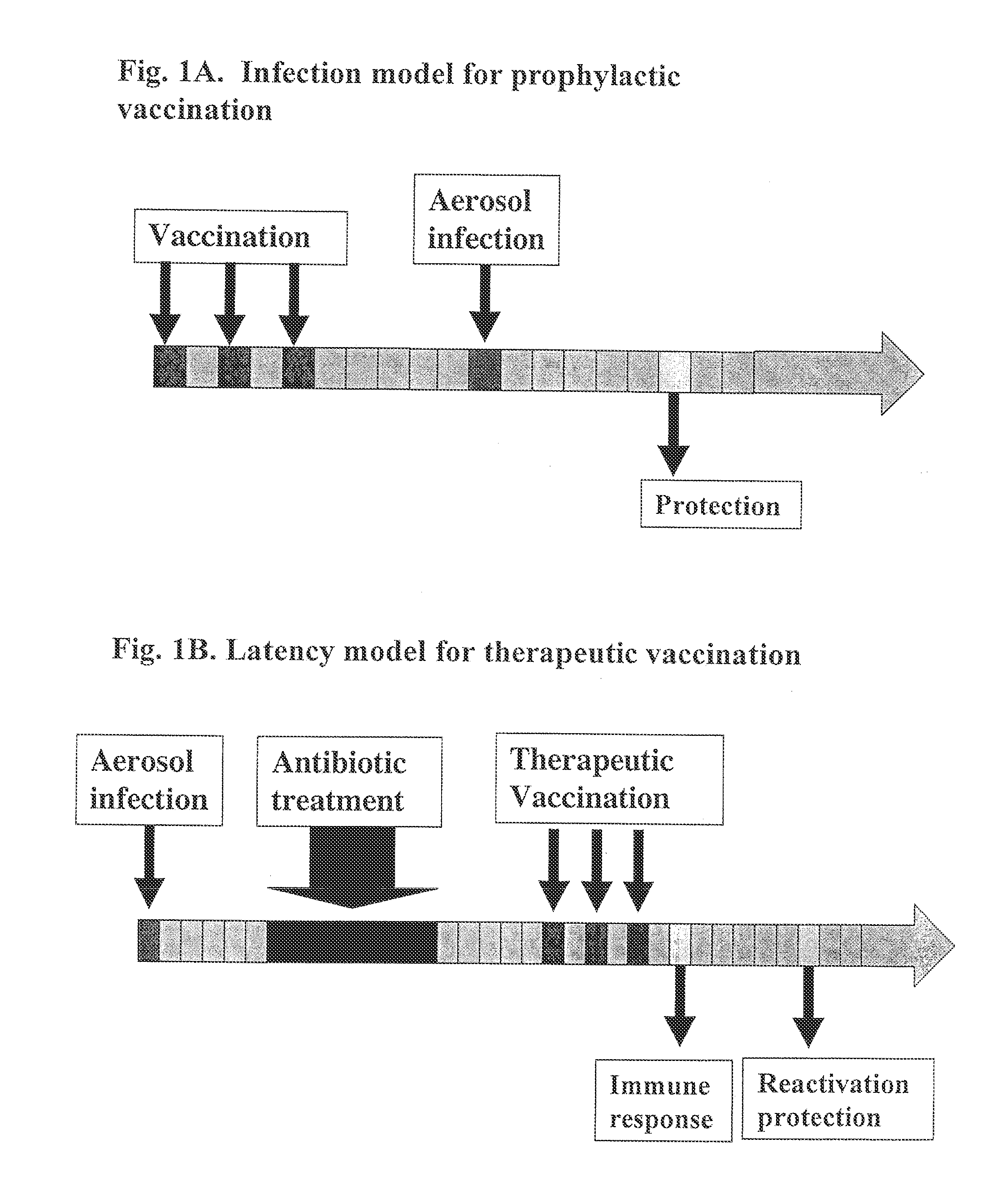 Therapeutic tb vaccine