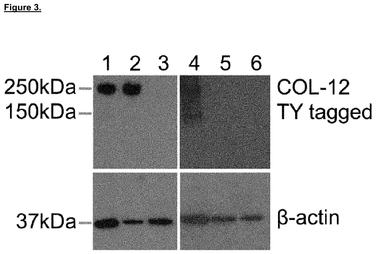 Anti-parasitic agents