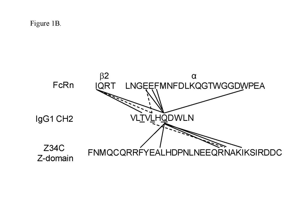 Engineered Multispecific Antibodies and Other Multimeric Proteins with Asymmetrical CH2-CH3 Region Mutations