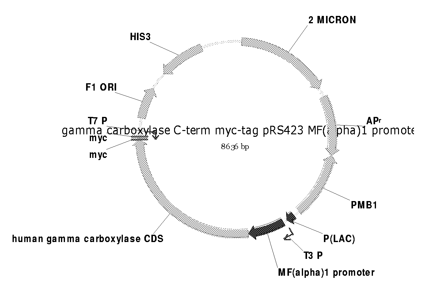 Expression of gamma-carboxylated polypeptides in gamma-carboxylation deficient host sytems