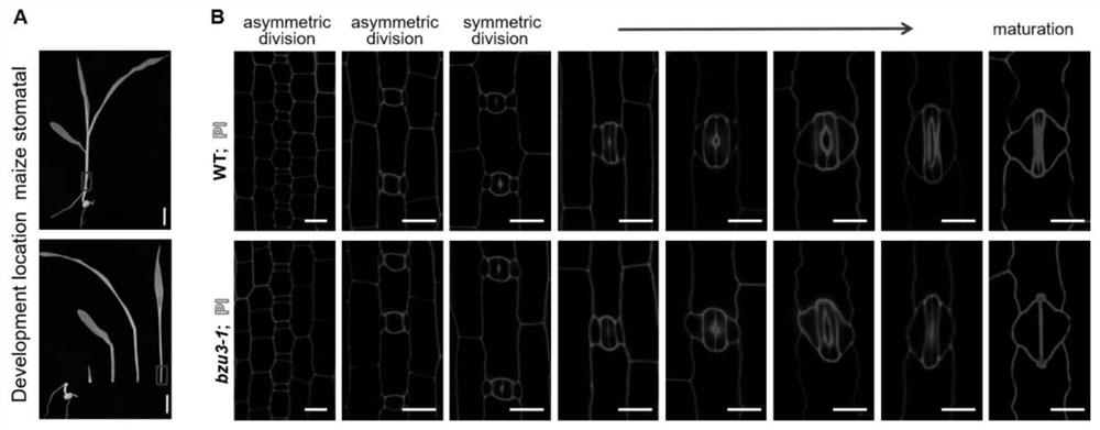 Application of corn Zm00001d029151 gene in regulation and control of morphogenesis of guard cells