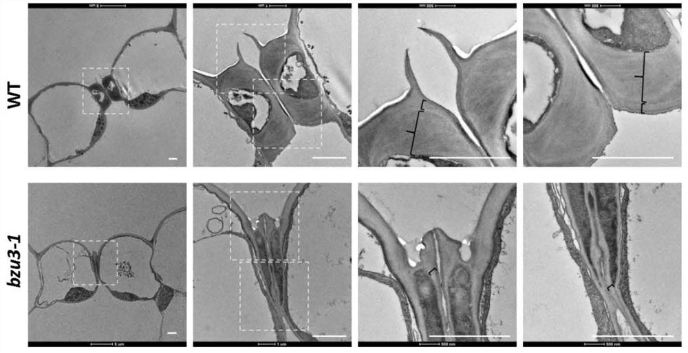 Application of corn Zm00001d029151 gene in regulation and control of morphogenesis of guard cells