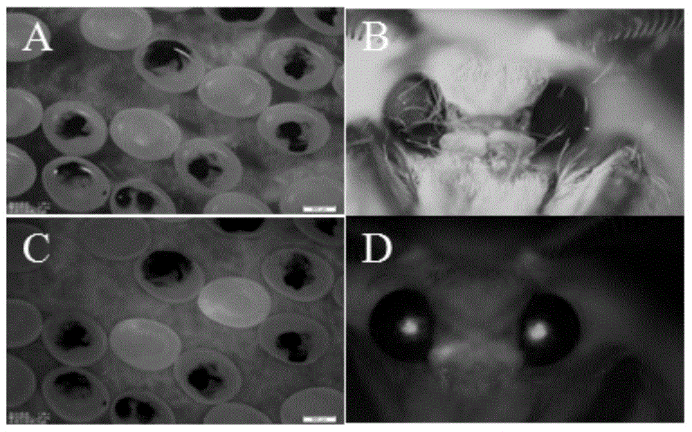 Chicken Infectious Bursal Disease Virus Structural Protein vp2 Suitable for Expression in the Middle Silk Gland of Bombyx mori and Its Expression Vector and Application