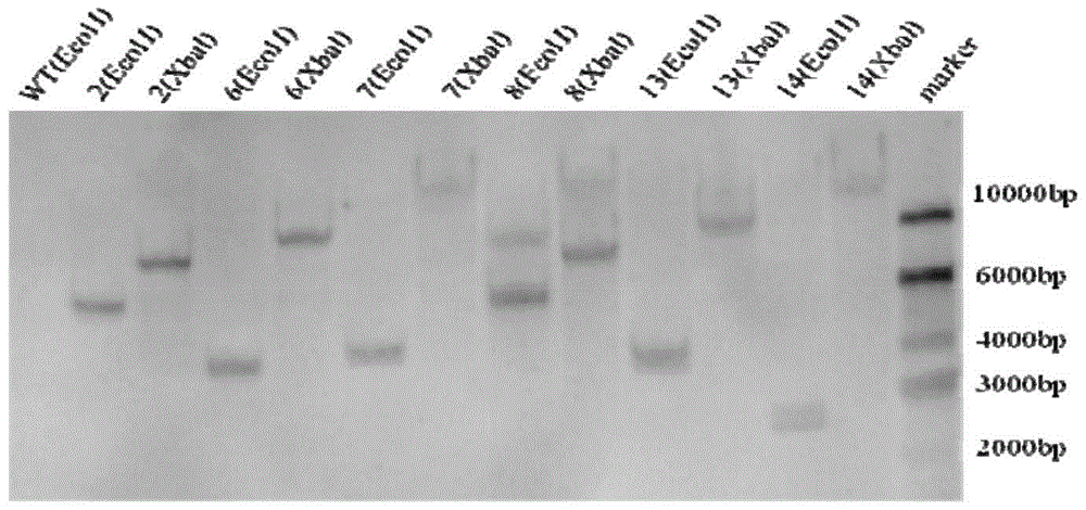 Chicken Infectious Bursal Disease Virus Structural Protein vp2 Suitable for Expression in the Middle Silk Gland of Bombyx mori and Its Expression Vector and Application