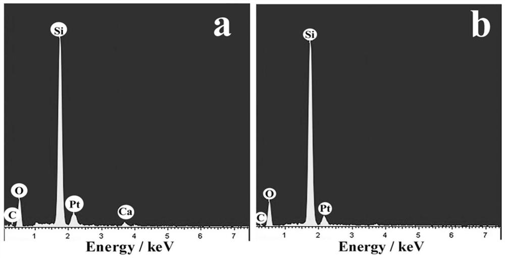 Method for extracting pure diatom shells from marine single-cell diatom