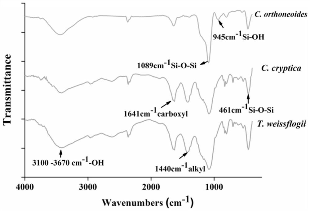 Method for extracting pure diatom shells from marine single-cell diatom