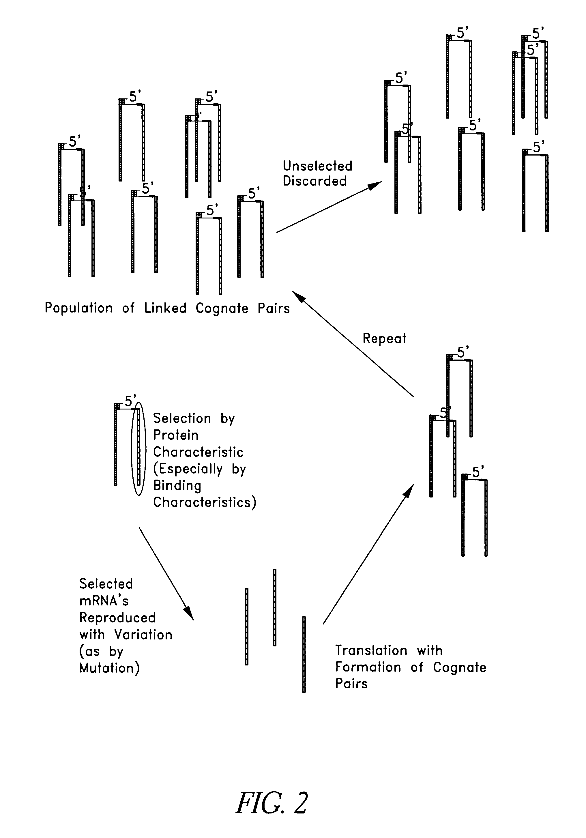 Compositions and methods for the identification and selection of nucleic acids and polypeptides