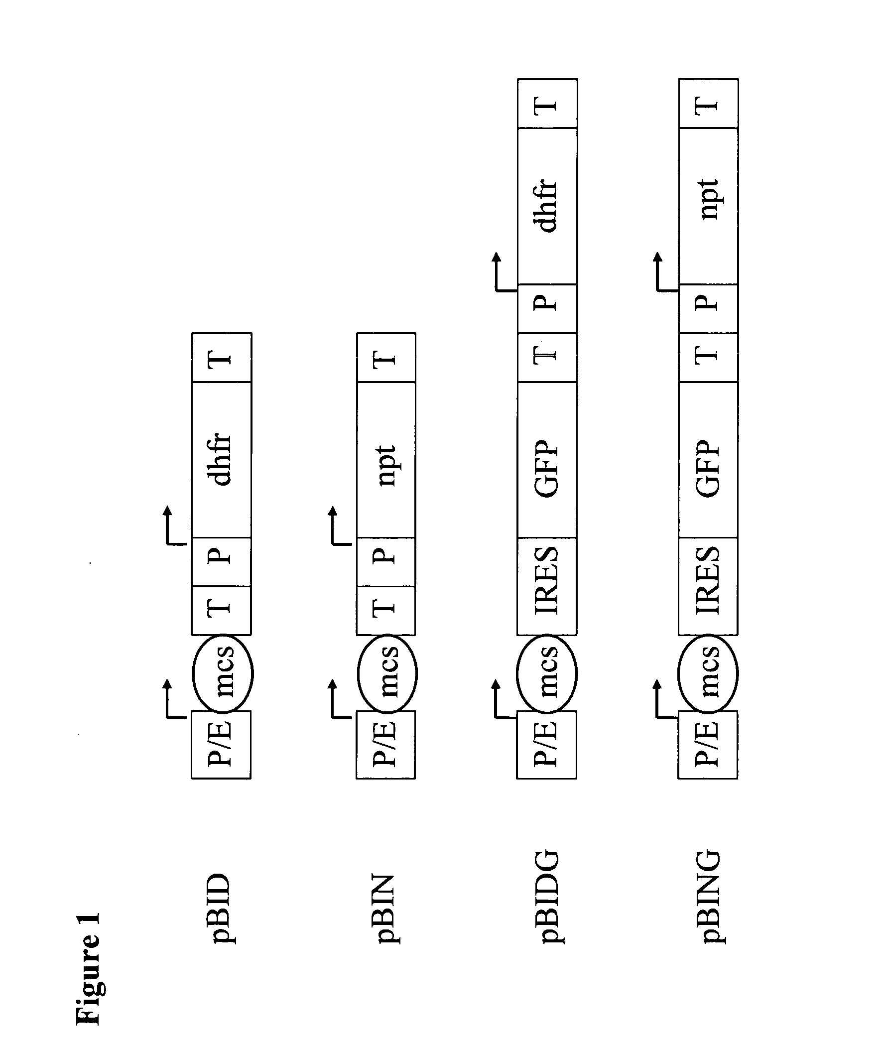 Neomycin-phosphotransferase-genes and methods for the selection for recombinant cells producing high levels of a desired gene product