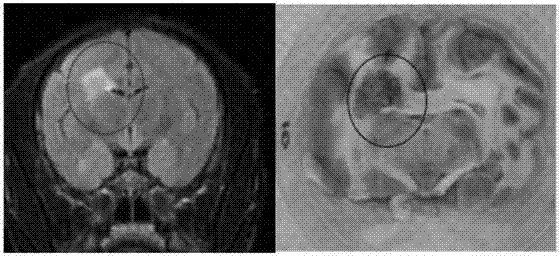 Method for establishing Macaca fascicularis experimental autoimmune encephalomyelitis model and application thereof