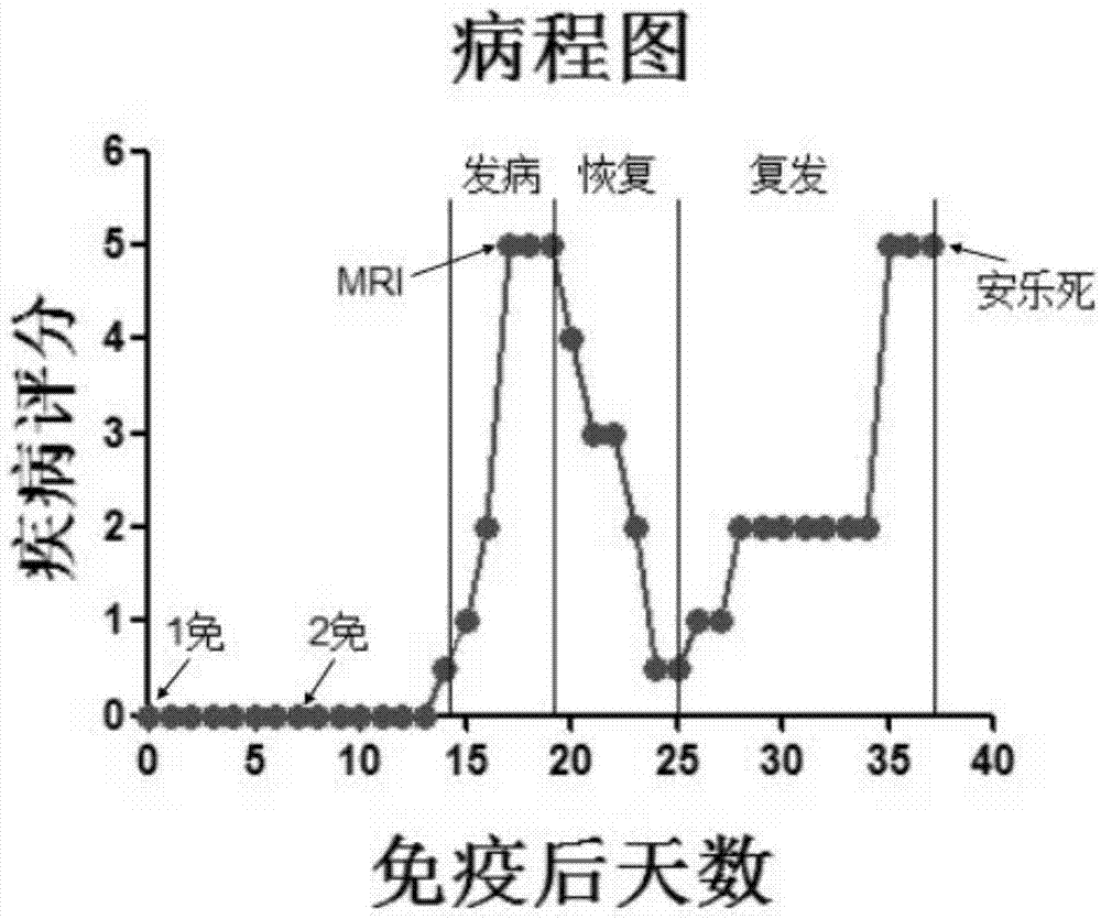 Method for establishing Macaca fascicularis experimental autoimmune encephalomyelitis model and application thereof