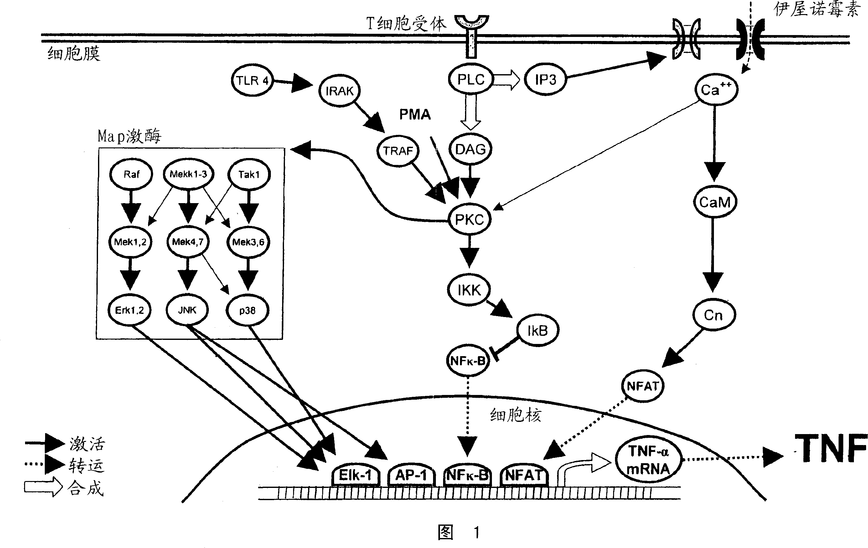 Methods and reagents for the treatment of immunoinflammatory disorders