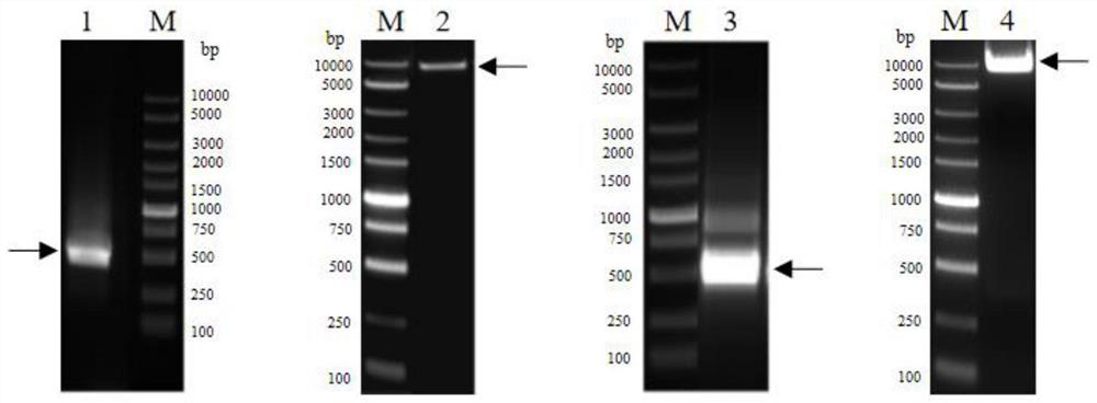 Liquid formulation comprising anti-human interferon alpha receptor 1 (ifnar1) monoclonal antibody