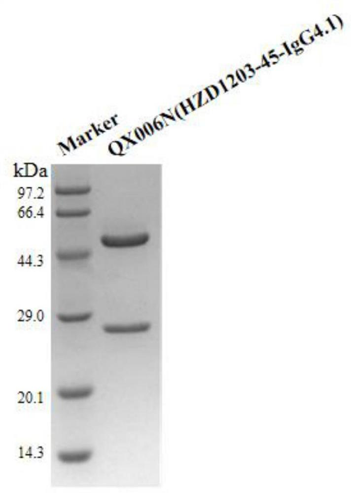 Liquid formulation comprising anti-human interferon alpha receptor 1 (ifnar1) monoclonal antibody