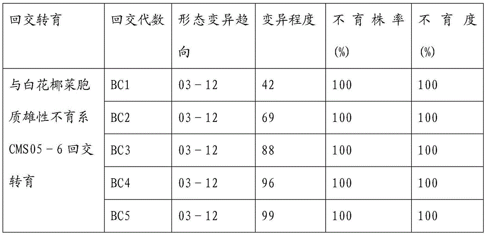 Breeding and breeding method of early-maturing, disease-resistant, loose-type purple cauliflower