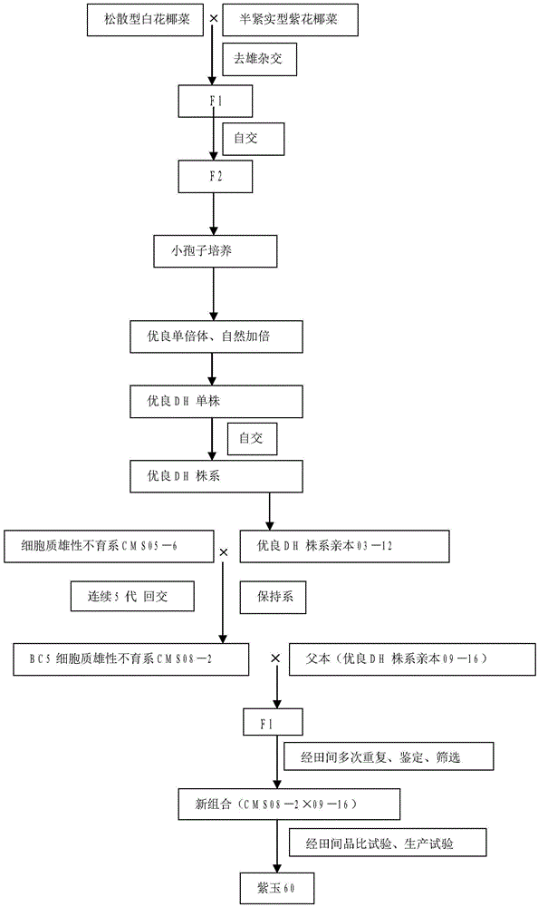 Breeding and breeding method of early-maturing, disease-resistant, loose-type purple cauliflower