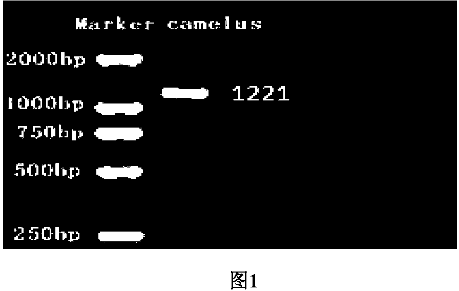 Bactrian camel pepsin A protein gene, recombinant protein and cloning method thereof