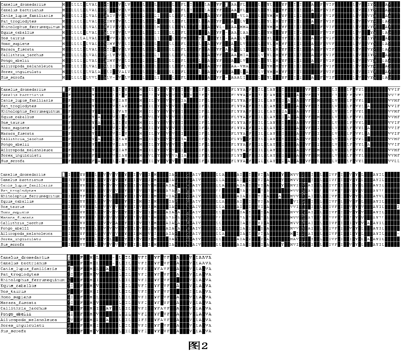 Bactrian camel pepsin A protein gene, recombinant protein and cloning method thereof