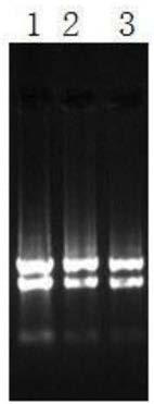 Fluorescence quantitative internal reference gene suitable for Haizhou Changshan flower, primer and application thereof