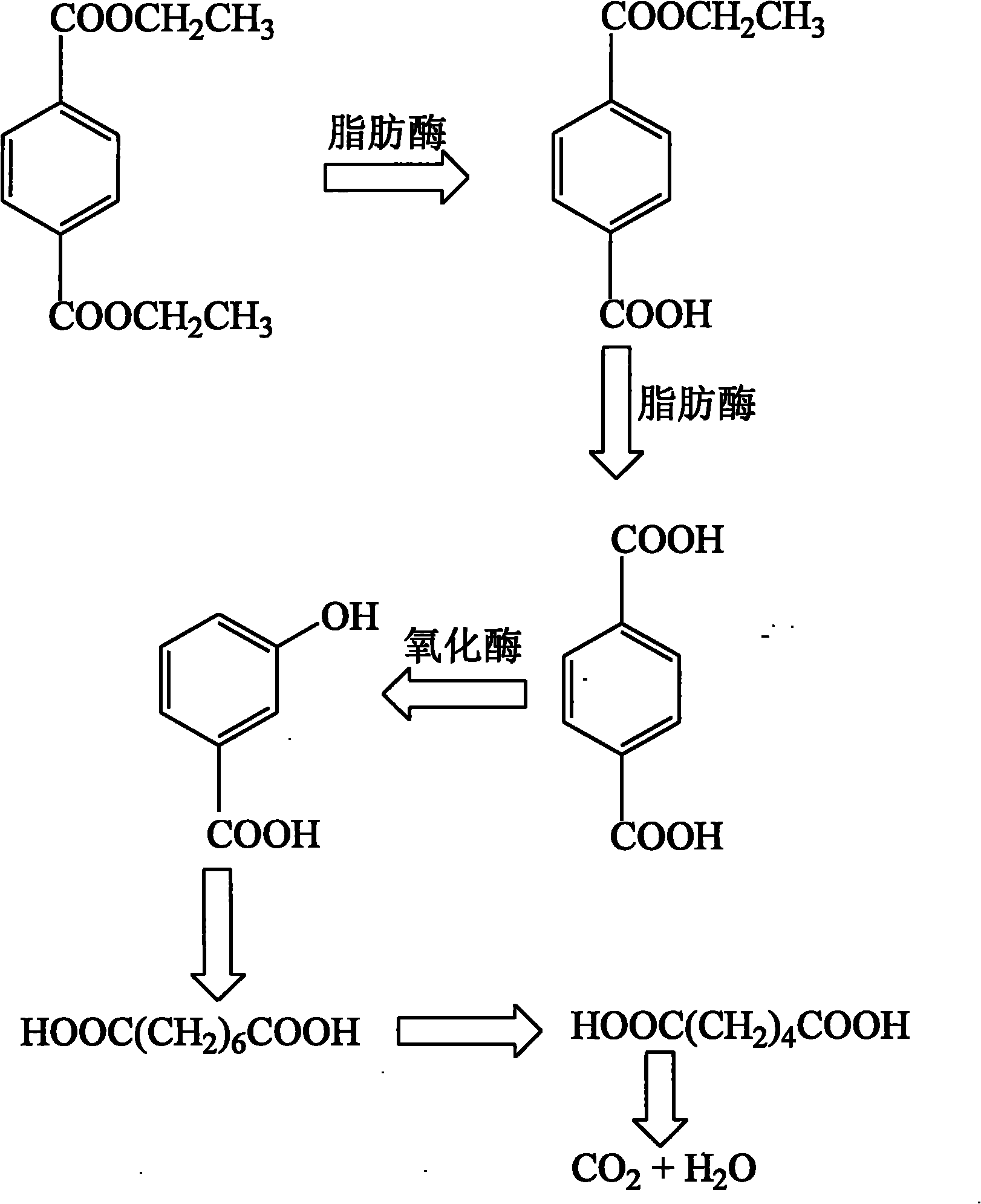 Method for modifying polyester fabric biologically