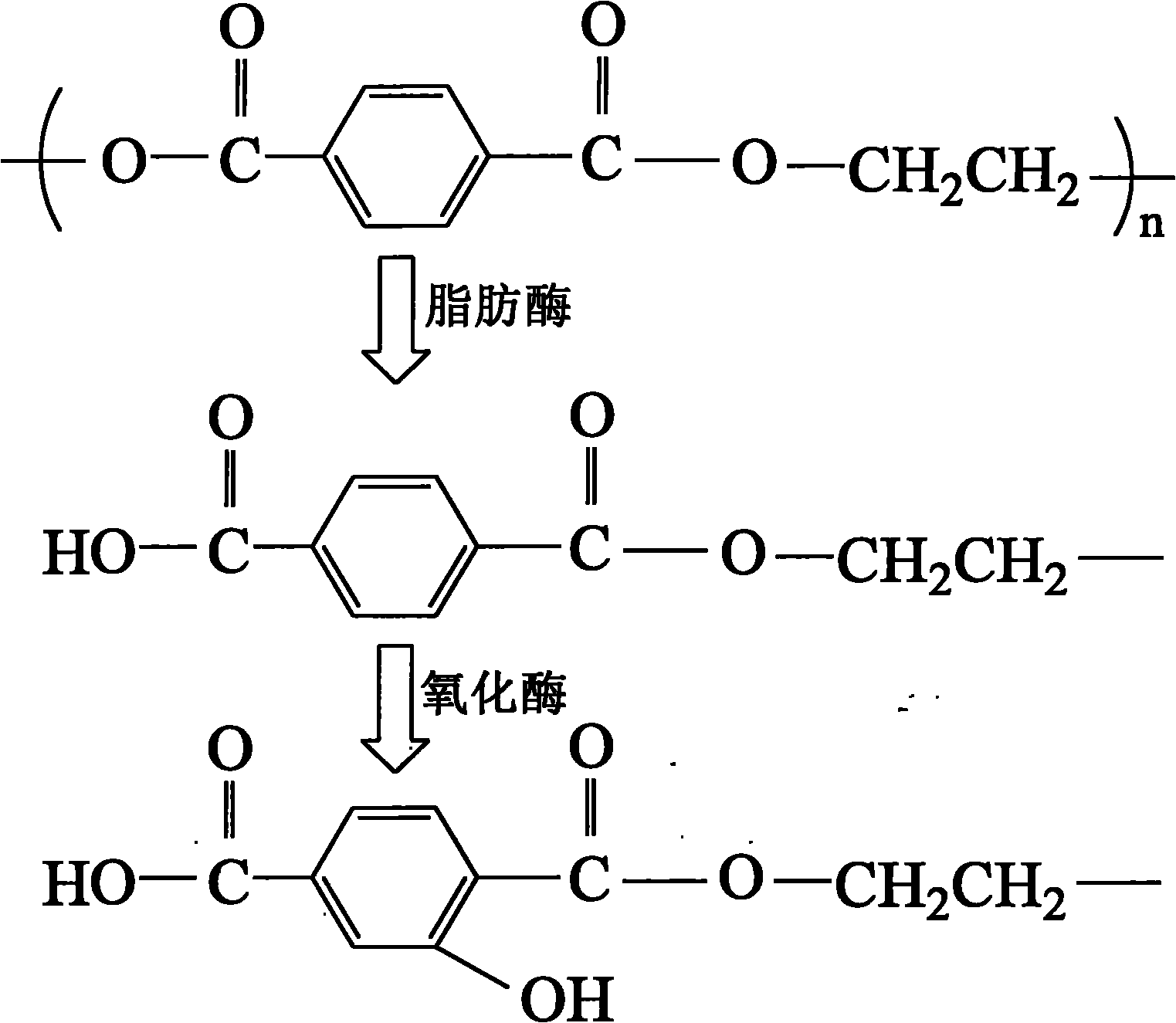 Method for modifying polyester fabric biologically