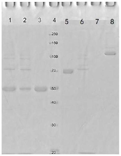 Methods and compositions for cancer treatment