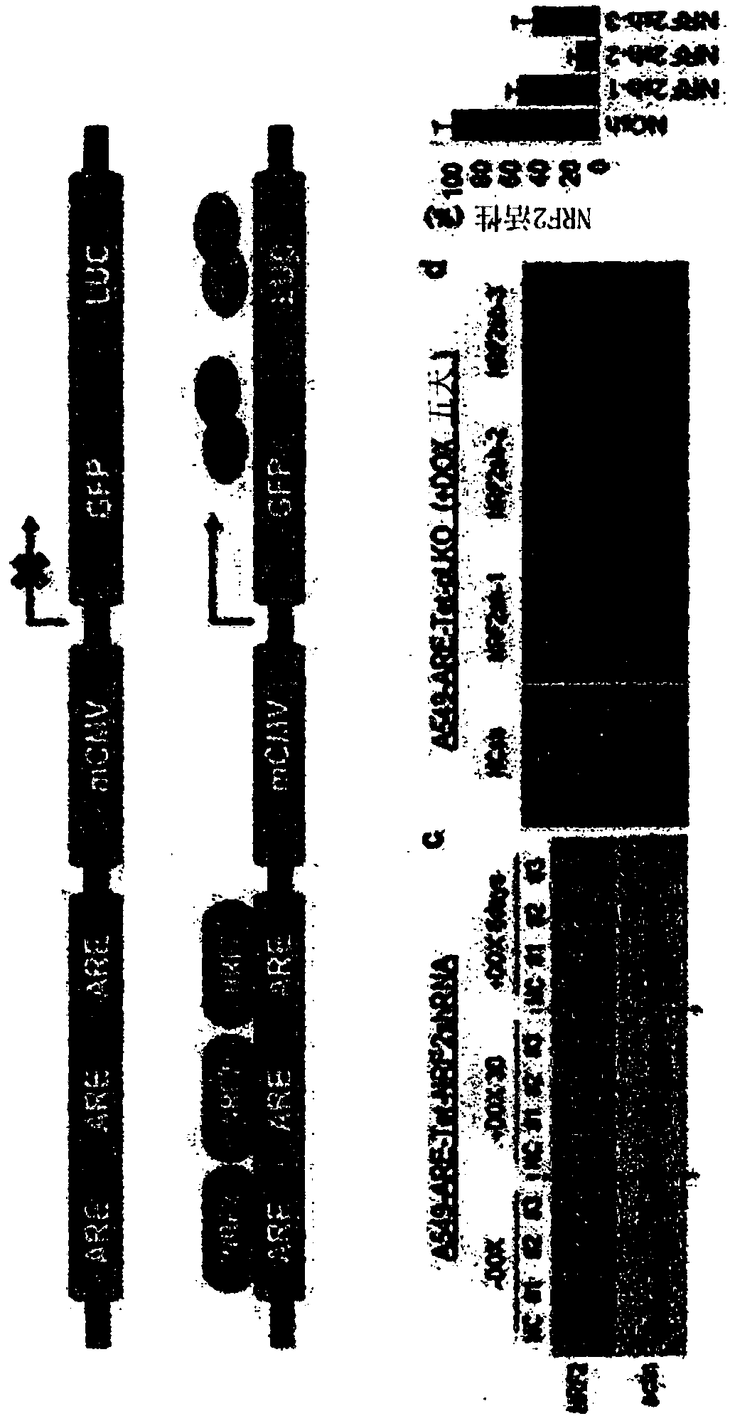 Pharmaceutical composition for treatment of lung cancer comprising glucocorticoid-based compound