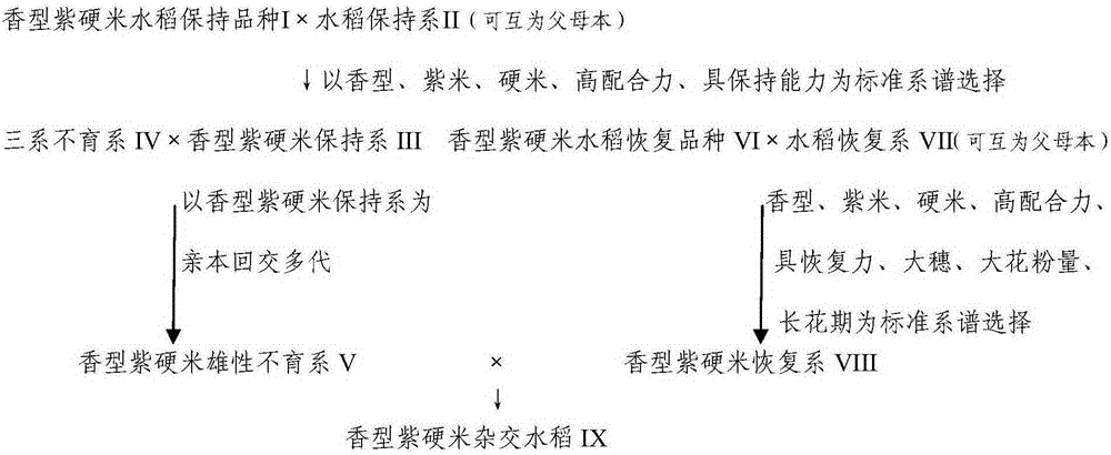 Breeding method for fragrant purple hard rice three-line hybrid rice for processing purple fragrant rice noodles