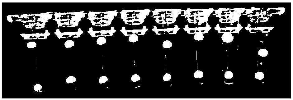 Lyophilized reagent capable of simultaneously distinguishing three pathogen nucleic acids