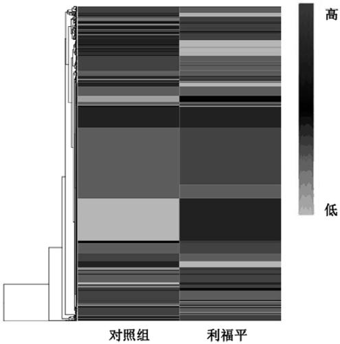 Diagnostic marker of rifampicin resistance of mycobacterium tuberculosis and application thereof